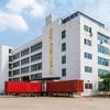Árbol de Dinero Artificial Grande Personalizado para Paisajismo, Planta Árbol de la Fortuna, Muy Realista