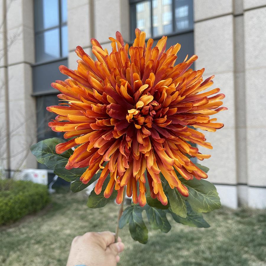 单支龙爪菊-wxysjx-橙色.JPG