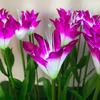 Lámpara de Suelo Led Lirio Exterior Impermeable Flor Patio Decoración de Paisaje Lámpara de Césped Lámpara de Caña