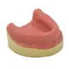 Modelo de Sutura Oral Modelo de Dientes Modelo de Implante Desdentado Modelo de Sutura Gingival Modelo de Implante