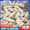 Máquina Rebozadora Personalizada, Máquina de Calibración y Fritura para Tempura, Máquina Rebozadora para Palitos de Cangrejo Japoneses, Equipo de Procesamiento para Pasteles de Camarón con Algas Marinas