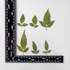 Flor de Bidens bipinnata repujada gota de flor seca pegamento para manualidades carcasa de teléfono móvil espécimen de planta material de marcapáginas hecho a mano para niños