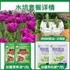 Tulipanes Hidropónicos al por Mayor 5 Grados Bulbos Grandes Resistentes al Frío para Invierno Interior/Exterior Fáciles de Cultivar para Principiantes Flores en Maceta Plantas