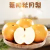 Pera Qiuyue de Laiyang, Shandong, envio direto 1,5kg Redonda, crocante, doce, suculenta, fruta sazonal fresca diretamente do pomar