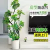 Planta de Drácena Grande en Maceta con Forma Única, Planta Verde de Fácil Cuidado para Sala de Estar, Oficina, Uso en Interiores y Exteriores, Regalo de Vacaciones