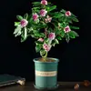 Planta em Vaso Daphne de Phnom Penh, Tipo com Cheiro Forte e Botões, Planta de Flor para Sala de Estar Antiga em Interior, Flor Resistente ao Frio que Floresce em Todas as Estações