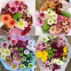 Atacado de Flores Margaridas Multicabeça, Entrega Direta de Yunnan, Cestas de Flores, Buquês, Arranjos para Vaso em Casa, Exposição em Banca, Compra em Grupo, Dropshipping de Uma Peça