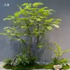 Planta Verde Pie de Pollo Arce Falso Arce Verde Árbol de Arce Árbol Falso Paisaje Escenario Escaparate Sala de Té Escaparate Decoración de Plantas Adorno