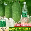 Semillas de Melón de Invierno Pequeño Verde Temprano Semillas de Melón Trepador para Balcón y Patio Maduración Temprana Primaverales y Otoñales Semillas de Verduras de Alto Rendimiento