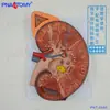 Riñón Humano, Estructura Visceral, Modelo de Amplificación de Anatomía de Riñón y Glándula, Sistema Urinario Reproductivo, Sujeto Masculino, Ciencia Urinaria