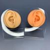 Modelo de Oreja Suave de Silicona para Práctica de Perforación Herramienta de Enseñanza, Exhibidor de Aretes de Joyería, Modelo 3D Especializado