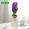 Set de Bulbos de Semilla Hidropónica de Jacinto Plantas de Cultivo en Agua para Interiores Florales de Floración Cuatro Estaciones Semillas de Flores en Maceta para Cultivo en Tierra Narciso