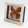 Artesanato Zhongkun Espécimes de Insetos Borboletas Reais Espécimes de Conchas Marinhas Presentes de Férias para Meninas Porta-Retratos Enfeites de Mesa