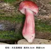 Modelo de Hongo Hongo Silvestre de Yunnan Espécimen Falso Adorno Decoración Escena Montaje Accesorios para Disparar Matsutake