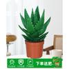 Aloe Vera en Maceta Interior Eliminación de Formaldehído Purificador de Aire Planta Verde Escritorio de Oficina Suculenta Fácil de Cultivar Flores y Cactus Todo el Año