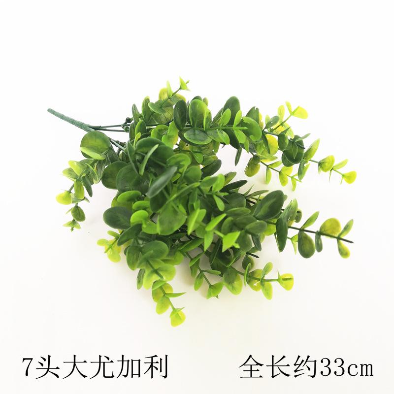 7头大尤加利.jpg