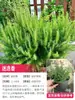 Canteiro de Flores para Plantas Resistentes ao Inverno Combinação de Plantas em Vasos, Resistente ao Frio e Fácil de Manter, Flores para Paisagismo de Varandas e Jardins, Plantas Verdes Perenes para Todas as Estações