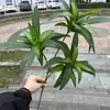Fábrica de plantas verdes de simulação Folha Dachinan Folha de Ficus casco de tartaruga Folha de Magnólia Folha Persa paisagem de floresta tropical jardim planta verde atacado