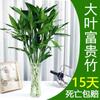 Atrae Riqueza y Tesoro Planta Hidropónica de Bambú Trasplante Buena Suerte Bambú Arreglos Florales Planta Verde en Maceta Eneldo Verde Flor de Interior Sala de Estar Cultivo en Agua Está Creciendo Más Alto
