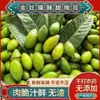 Jinzao Doce Açúcar Especialidade Azeitonas Frescas Colhidas Fruta Verde Fresca Não. 2, Frutas de Chaoshan para Grávidas, Podem Ser Consumidas Cruas Sem Resíduos