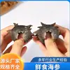 Dalian Congelado Listo Para Comer Pepino de Mar Fuente Fabricante Mayorista Fresco Pepino de Mar Fabricante Suministro Directo Envío Directo de Una Pieza Tónico