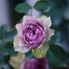 Kono Caixa de Joias/Névoa Azul Broto de Rosa de Salão Arbusto Flores de Jardim de Pátio Fragrantes Multissazonal