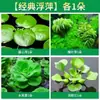 Colección Integral de Plantas Acuáticas para Purificación de Agua, Paisajismo Tradicional para Acuarios, Nenúfares Hidropónicos, Hibisco Acuático, Plantas Acuáticas de Hoja de Malvarisco, Entrega Directa desde la Granja