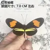 Venta Directa al Por Mayor de Fábrica de Especímenes Reales de Mariposas con Alas Extendidas, Diversos Insectos y Escarabajos, Accesorios para Fotos, Educación Científica, Especímenes Naturales