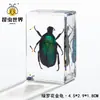Artesanías de especímenes, insectos reales, escarabajo ciervo, escorpión, escarabajo, araña, regalos de enseñanza de ciencias biológicas, adornos de resina