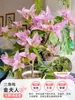 Plántulas de Buganvilia en Maceta con Flores, Plántulas Extra Grandes, Sakura Zhanghong, Interior Balcón, Floración Multitemporada, Enredadera de Alto Nivel