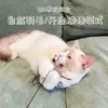 Brinquedo para gatos de nível de competição CFA, brinquedo para gatos, entretenimento próprio e alívio do tédio, vara longa, penas, resistente a mordidas, cabeça substituível, suprimentos para gatos