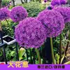 Bulbos de cebola de flor grande importados da Holanda, plantas de flores em vasos, bulbos de flores para plantio no jardim que florescem no mesmo ano