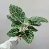 Folhas de Taro, Folhas de Costela de Adão, Folhas de Dracena, Plantas Ornamentais para Decoração de Casa, Folhas Verdes de Bonsai, Fundo para Transmissão ao Vivo