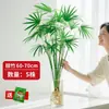 Bambú Dorado Hidropónico Planta en Maceta de Interior para Sala de Estar, Oficina y Decoración del Hogar, Vegetación de Escritorio Fácil de Cuidar