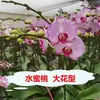 Planta de Phalaenopsis en Maceta con Vara Floral y Capullo Floral Flor Otoño e Invierno Orquídea para Sala de Estar Plántula Grande Planta de Interior Fácil de Mantener en Todas las Estaciones