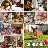Calendário 2027 Chihuahua de Jardim Foto de Filhote Fofo Calendário de Parede Espiral Amazon Temu Atacado Transfronteiriço