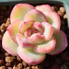Base de planta suculenta autoproducida y autovendida al por mayor suculentas pequeñas combinación de flores plantas en maceta plantas carnosas Lithops Haworthia