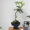 Recipiente Hidropónico No Poroso, Micro-Paisaje de Musgo Moneda de Cobre, Adorno Creativo de Cerámica, Maceta Negra para Helechos