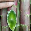 Semillas de Lechuga Roja en Todo el Mundo, Semillas de Lechuga Roja de Hoja Redonda y Piel Roja Resistentes al Frío, Huertas de Jardín, Otoño e Invierno Fragantes