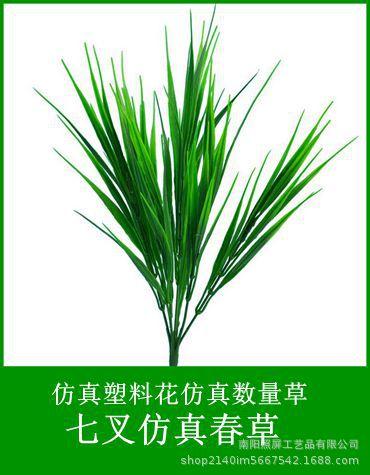7头春草.jpg