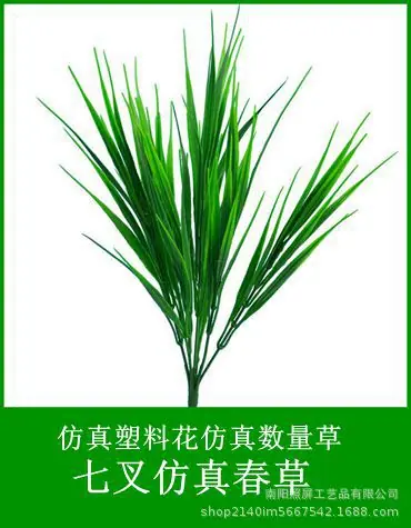 7头春草.jpg
