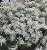 Sementes de Centáurea Perene no Atacado de Várias Regiões, Sementes de Dianthus Multicolores, Flores Medicinais, Flores de Trigo Gigantes, Sementes para Jardinagem