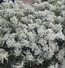Semente de flor de ipomeia grande trepadeira semente de flor de chifre grande semente de flor de petúnia trepadeira plantinha para semear nas quatro estações em vaso