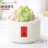 Plantas Suculentas de Interior, Cactos Pequenos em Vasos, Flores, Plantas Verdes, Escritório, Jardim de Infância, Mesa, Suculentas Tipo Cacto