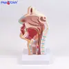 Anatomia da Cabeça, Modelo de Ensino Oral, Nasal e de Garganta, Vasos Sanguíneos Internos, Modelo de Nervos e Nasal, Presente de Exibição Médica