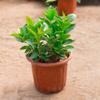 Plántulas de Buganvilia con Doble Felicidad, Enredaderas para Todas las Estaciones, Plantas de Maceta para Interior y Balcón con Capullos