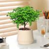 Plantas en Maceta Auténticas de Madera de Pimienta Fragante para Sala de Estar y Escritorio de Oficina Repelente de Mosquitos Plantas Verdes Plantas de Bonsái de Tocón Viejo Son Fáciles de Cuidar