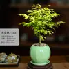 Mudas Pote Forma de Bordo de Primavera Dourada Fluida, Plantas Verdes, Plantas Grandes de Interior, Plantas de Varanda, Fácil de Manter e Viver em Todas as Estações, Sempre Verde