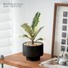 Foliagem Cômica Árvore da Borracha Planta de Interior Escritório Dormitório Planta Verde Fácil de Cuidar Folhas Coloridas Moderna Interessante Planta de Vaso para Mesa