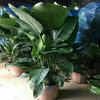 Oferta Especial Plantas y Flores Verdes Grandes de Interior, Plantas en Maceta Ave del Paraíso, Strelitzia Regina Plantas Verdes Ornamentales para el Hogar Bonsái